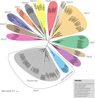 Genome-Wide Identification and Expression Profiles of Myosin Genes in the Pacific White Shrimp, Litopenaeus vannamei